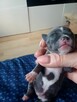 Prześliczna Niebieska Maleńka XXS Chihuahua [ REZERWACJA]