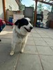 Border Collie mix Lewy szuka domu schronisko Zgierz -aktualne - 5