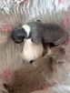 Prześliczna Niebieska Maleńka XXS Chihuahua [ REZERWACJA] - 6
