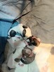 Prześliczna Niebieska Maleńka XXS Chihuahua [ REZERWACJA] - 7