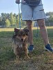 Tościk-niewielki, kompaktowy rudy poesek do adopcji - 5