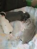 Śliczna Liliowy Chihuahua Rezerwacja - 5