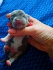 Prześliczna Niebieska Maleńka XXS Chihuahua [ REZERWACJA] - 15