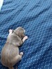 Śliczna Liliowy Chihuahua Rezerwacja - 4