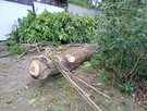 Kłoda z orzecha włoskiego - 4