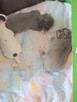 Prześliczna Niebieska Maleńka XXS Chihuahua [ REZERWACJA] - 13