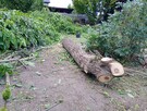 Kłoda z orzecha włoskiego - 2