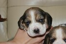 Beagle szczeniaczki ZKwP FCI po Championach - 4
