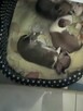 Śliczny Liliowy Chihuahua Rezerwacja - 12
