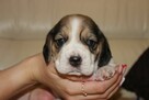 Beagle szczeniaczki ZKwP FCI po Championach - 7