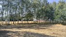 Działka rolno-budowlana 41 arów Dąbrówka Osuchowska - 10