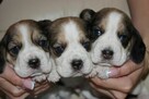 Beagle szczeniaczki ZKwP FCI po Championach - 6
