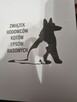 Oddam w dobre ręce suczkę Husky Syberyjski