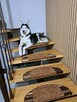 Oddam w dobre ręce suczkę Husky Syberyjski - 5