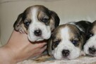 Beagle szczeniaczki ZKwP FCI po Championach - 5