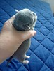 Śliczny Liliowy Chihuahua Rezerwacja - 7