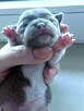 Śliczny Liliowy Chihuahua Rezerwacja - 4