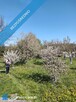 Dom / Budynek usługowo-mieszkalny 322 m² | 12 km od granicy | Idealny pod hotel, pensjonat lub 4 mie - 11