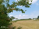 Działka z WZ, linią brzegową jeziora i winnicą - 13