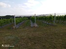 Działka z WZ, linią brzegową jeziora i winnicą - 14