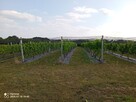 Działka z WZ, linią brzegową jeziora i winnicą - 15