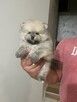 Szpic Pomeranian - 2