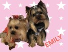 York, Yorkshire Terrier!Elitarn MINI Cudeńko-PIESEK XXS!KRAK - 2