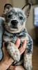 Australian cattel dog
