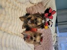 York, Yorkshire Terrier!Elitarn MINI Cudeńko-PIESEK XXS!KRAK - 3