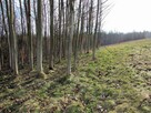 Urzekające siedlisko na dużej działce w Laskówce! - 4