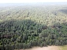 Inwestycja w dojrzały las sosnowy 1,85 ha budulec - 3