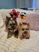 York, Yorkshire Terrier!Elitarn MINI Cudeńko-PIESEK XXS!KRAK - 9
