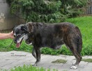 Gaja - 2