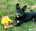 POKO - 7 kg, cudowny psiak szuka super domu - 2
