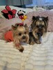 York, Yorkshire Terrier!Elitarn MINI Cudeńko-PIESEK XXS!KRAK - 8