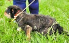 KUBUŚ - kochany słodziak szuka najlepszego domu - 3
