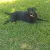 Oddam w dobre ręce: sunia w typie labradora czarna - 3