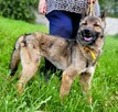 BONGO - wesoły psiak szuka najlepszego domu - 3