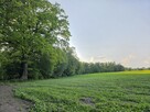 Działka przy Lesie | Z Wydanymi Warunkami Zabudowy - 8