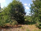 Działka budowlana Masłów Wola Kopcowa - 2