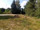 Działka budowlana Masłów Wola Kopcowa - 11
