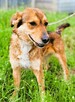 LEOŚ - super psiak marnuje się za kratami, ADOPTUJ - 2