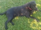 Oddam w dobre ręce: sunia w typie labradora czarna - 2