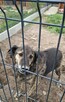 Pogodny proludzki psiak szuka pilnie wspaniałego domu - 9