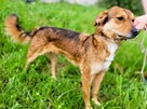 LEOŚ - super psiak marnuje się za kratami, ADOPTUJ - 3
