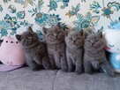FPL Kotki brytyjskie niebieskie =^..^= ODBIÓR sierpień