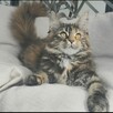 Koteczka maine coon