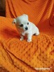 Urocze szczenięta rasy Chihuahua - 10