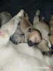 Buldog francuski szczeniaki okolice Warszawy - 5