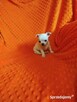 Urocze szczenięta rasy Chihuahua - 8
